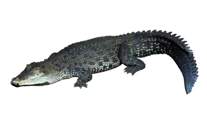 Papier Peint photo autocollant Crocodile Crocodile marin (Crocodylus porosus)