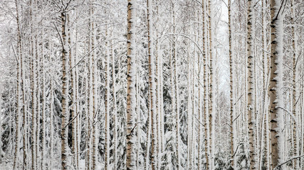 Snowy trees Panorama