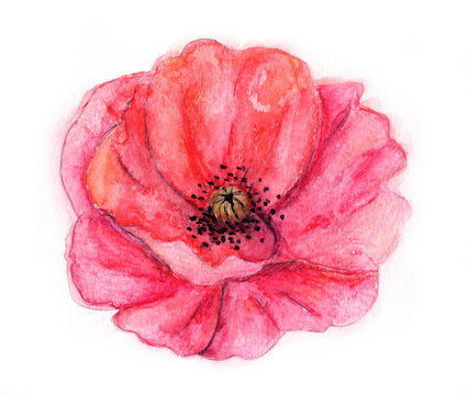 Watercolor illustration -- Poppy