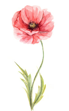 Watercolor illustration -- Poppy flower