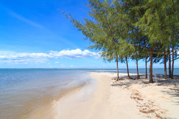 Pines on Laem klat beach in Trat province, Thailand