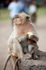 Monkey mother and her baby eating corn.