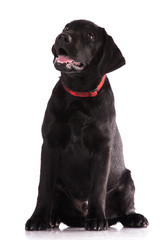 Labrador Retriever isolated on white.