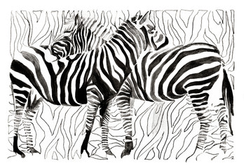 Fototapeta na wymiar zebras