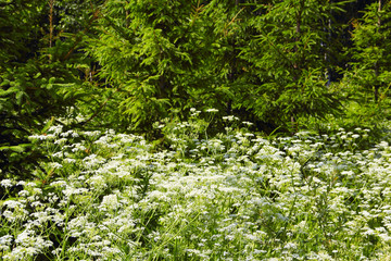 Obraz premium White flowers in forest