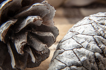 close up of a pine cone