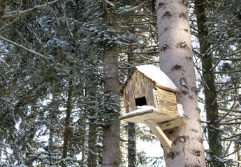 Bird house in winter