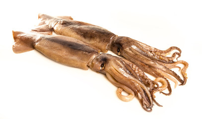 Calamares aislados