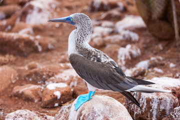 Blue footed booby
