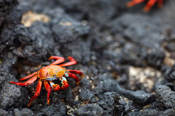 Sally lightfoot crab
