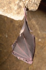 Greater horseshoe bat( Rhinolophus ferrumequinum)