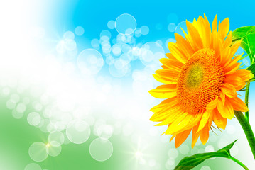 Obraz premium sunflower