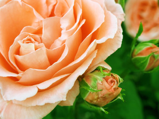 Beautiful pink rose in a garden