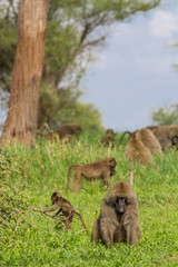 Famille Babouin