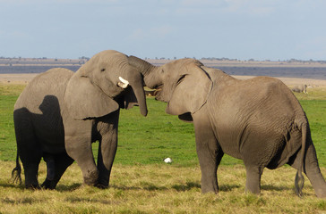 kämpfende Elefanten