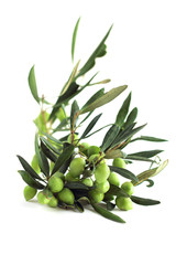 Olives on branch