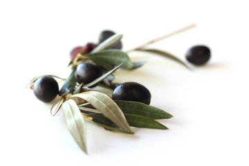 Black olives on branch