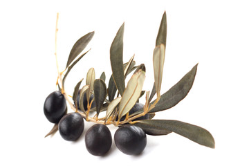 Black olives on branch