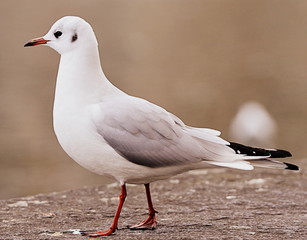 mouette