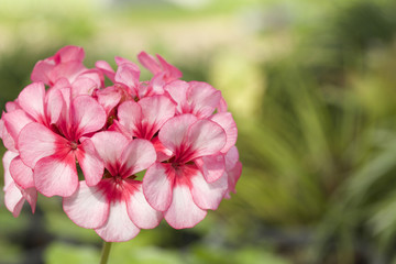 pink flowers