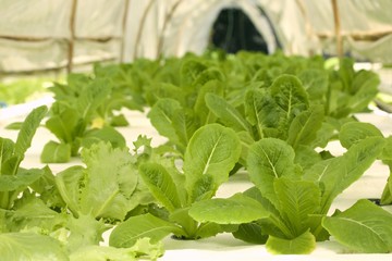 Butter head vegetable in hydroponic farm