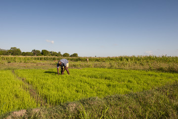 Reisanbau, Deschapelles, Haiti