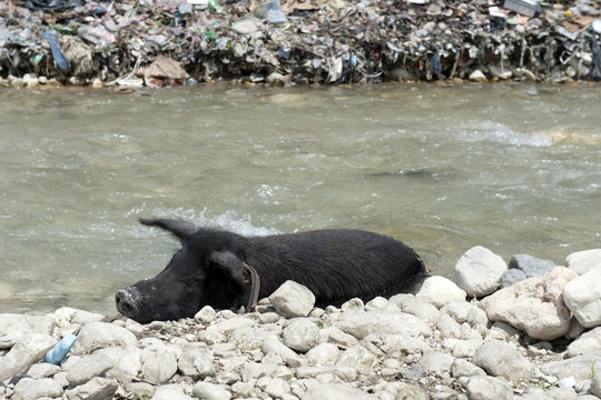 Schwein zur Abkühlung, Jacmel, Haiti