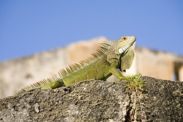 Green Iguana from Puerto Rico