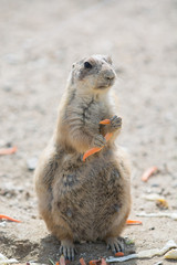 プレーリードッグ