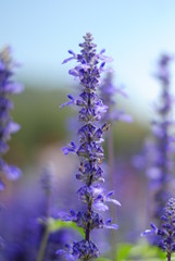 Obraz premium lavender flowers
