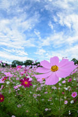 長崎県佐世保市展海峰のコスモス