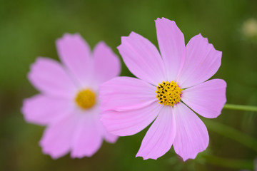 長崎県佐世保市展海峰のコスモス