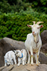 Obraz premium ヤギのポートレート