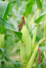 corn food