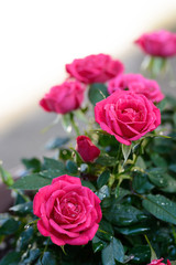 薔薇