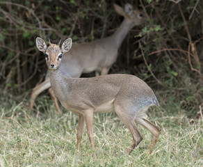 africa kenya Samburu game reserve  a dik dik