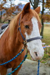 Obraz premium 馬のポートレート