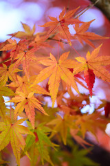 紅葉
