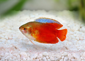 Red Flame gourami Trichogaster lalius freshwater aquarium fish