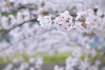 桜