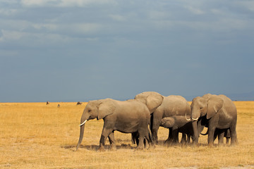 Obraz na płótnie Canvas African elephants in grassland, Amboseli National Park