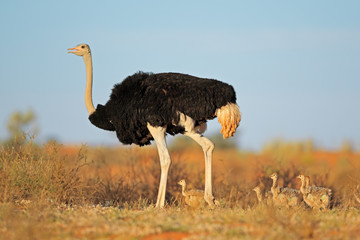 Ostrich with chicks in desert landscape