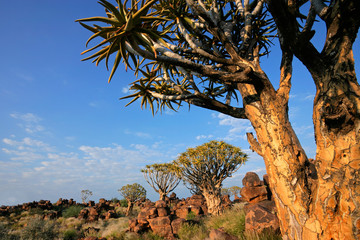 Desert landscape with quiver trees and granite rocks