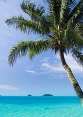Green View Palms Overhanging