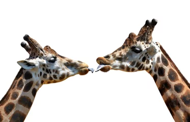 Photo sur Plexiglas Girafe Portrait of a kissing giraffes isolated on white background
