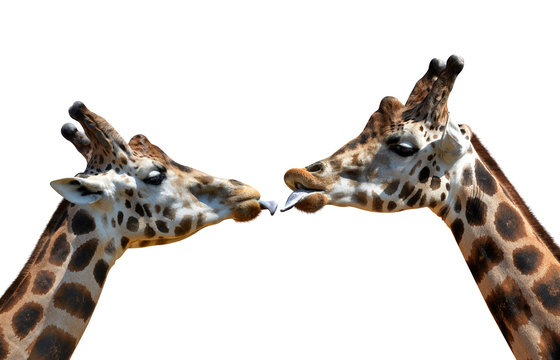Portrait of a kissing giraffes isolated on white background