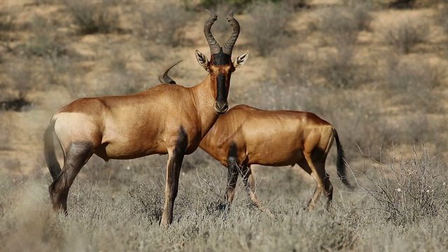 Red hartebeest antelopes in natural habitat, Kalahari