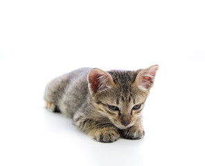 Cute tabby kitten isolated