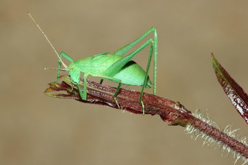 Green grasshopper on grass.