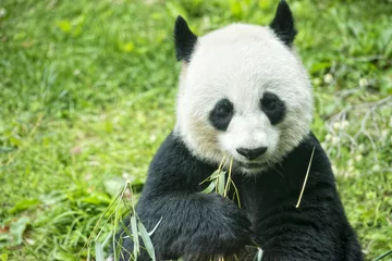 Papier Peint photo Lavable Panda panda géant en mangeant un portrait de bambou